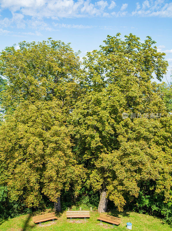 栗树(Aesculus hippocastanum)